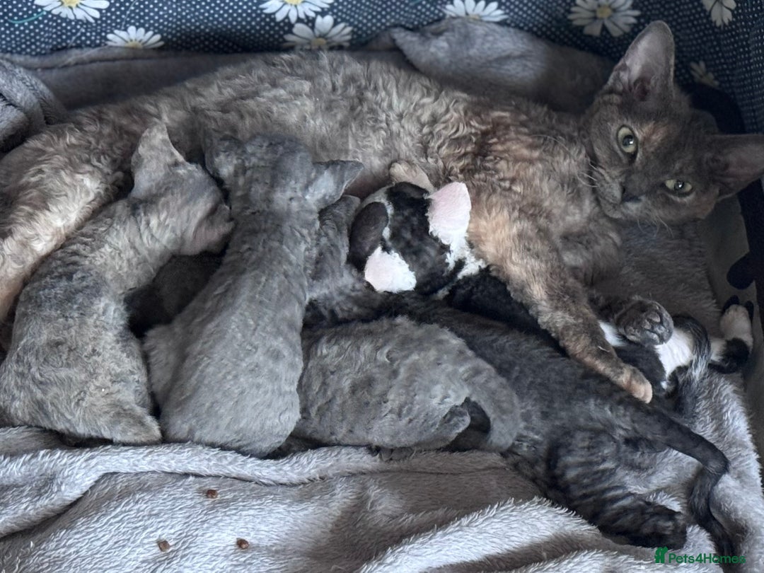 Devon Rex cats for sale: **Pedigree Devon Rex Girls** - Image 7