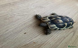 Tortoise reptiles for sale: Tortoise  - Advert 2