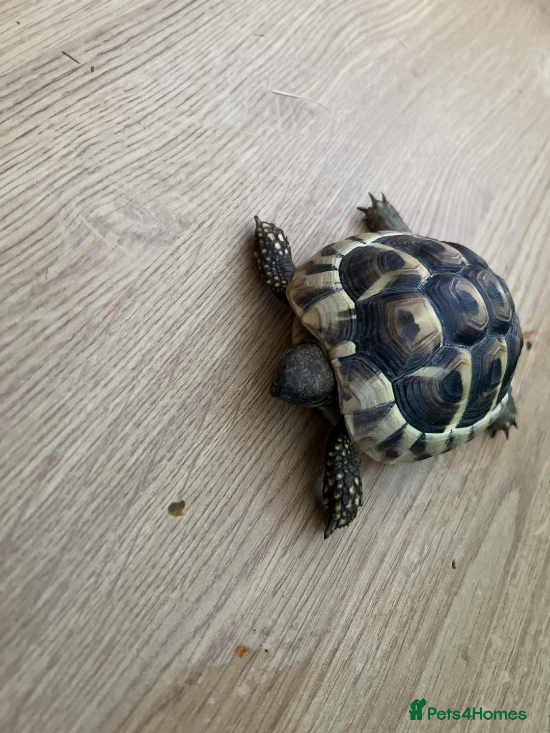 Tortoise reptiles for sale: Tortoise  - Advert 2