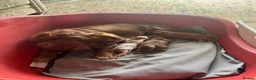 Cavalier King Charles Spaniel dogs for sale: King Charles Cavalier Puppies in Clitheroe - Advert 4
