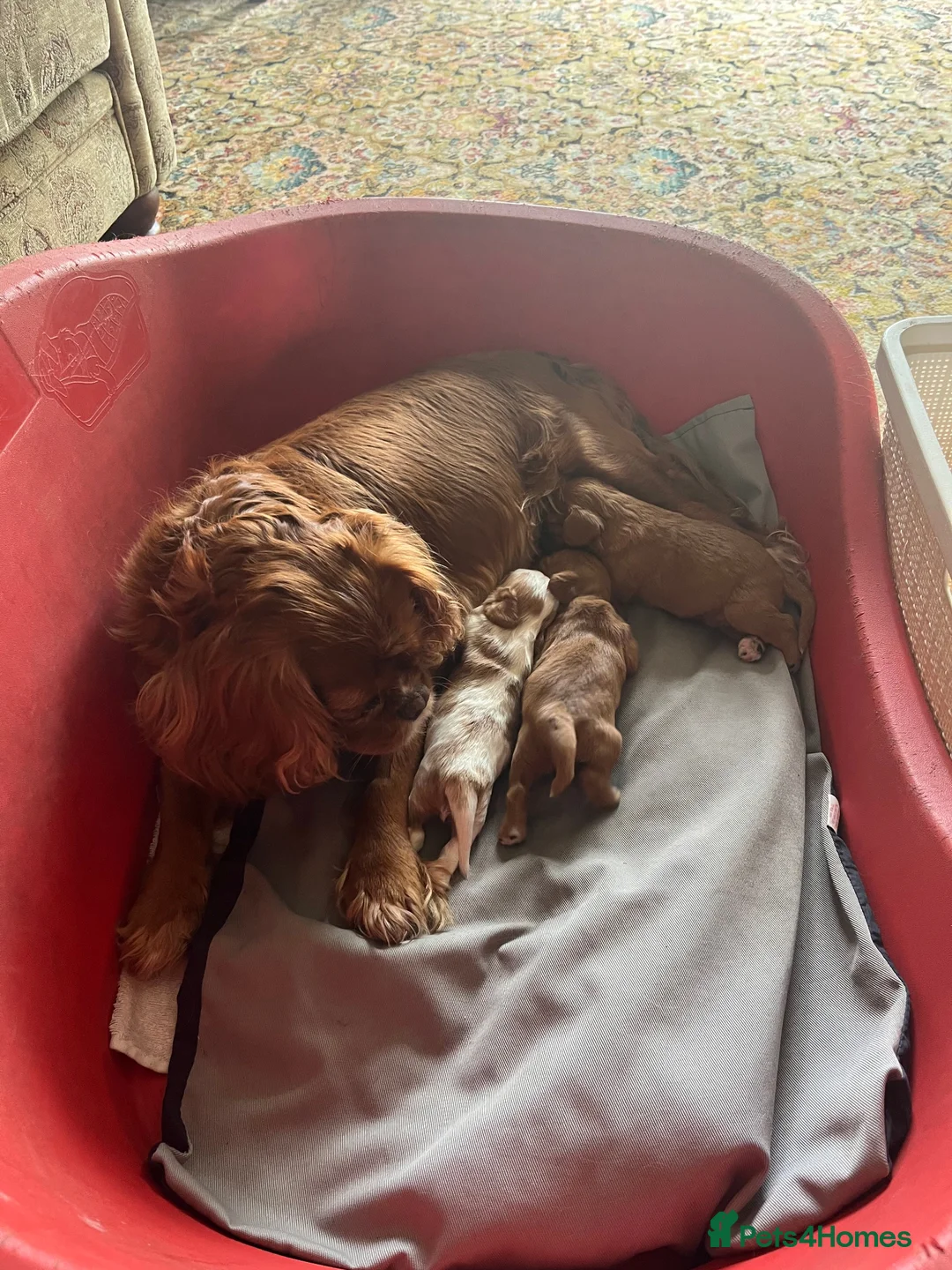 Cavalier King Charles Spaniel dogs for sale: King Charles Cavalier Puppies in Clitheroe - Advert 4