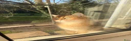 British Longhair cats for sale: NY12 Two Beautiful Female Cats Looking for Loving - Advert 8