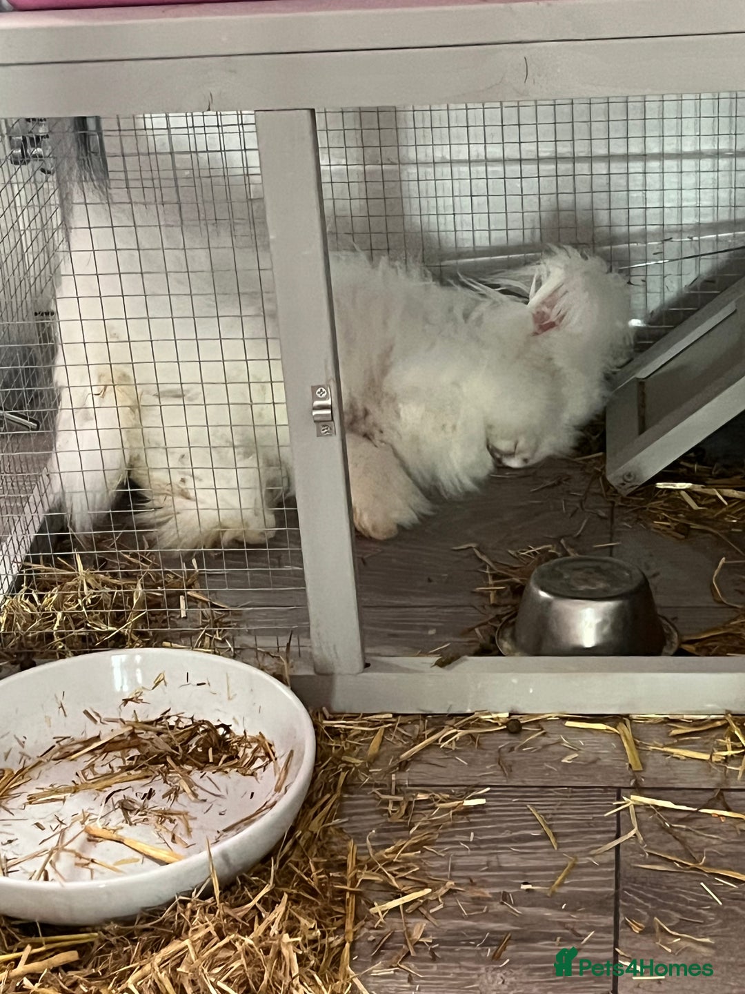 Angora rabbits for sale: Angora bunny - Advert 2