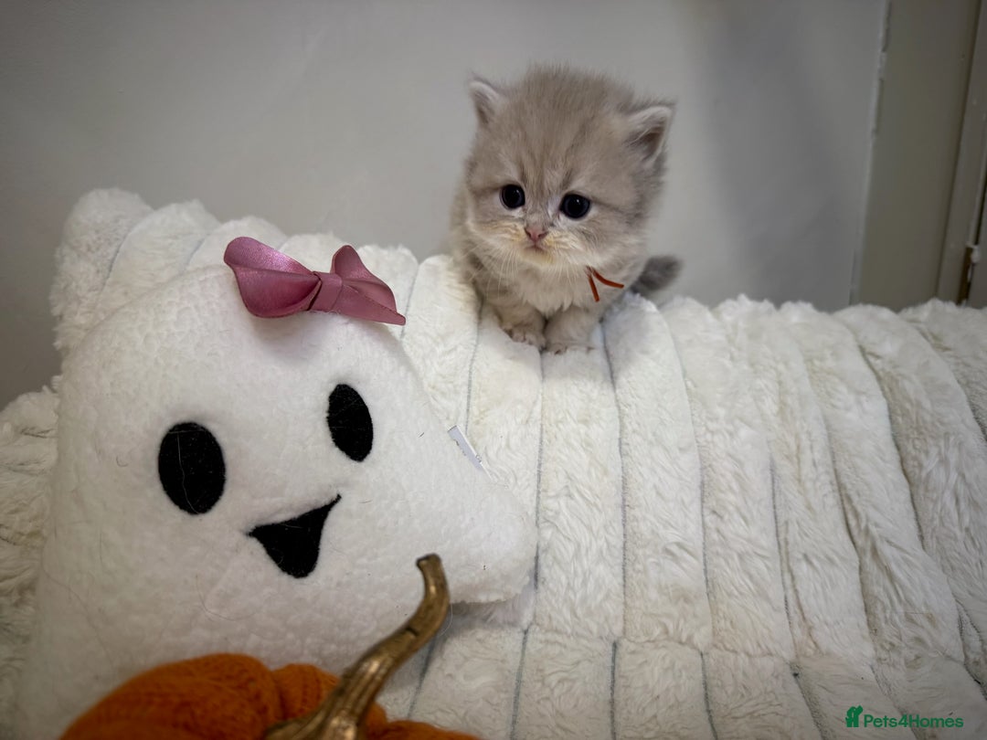 British Shorthair cats for sale: Affectionate lap cats health tested parents  - Image 18