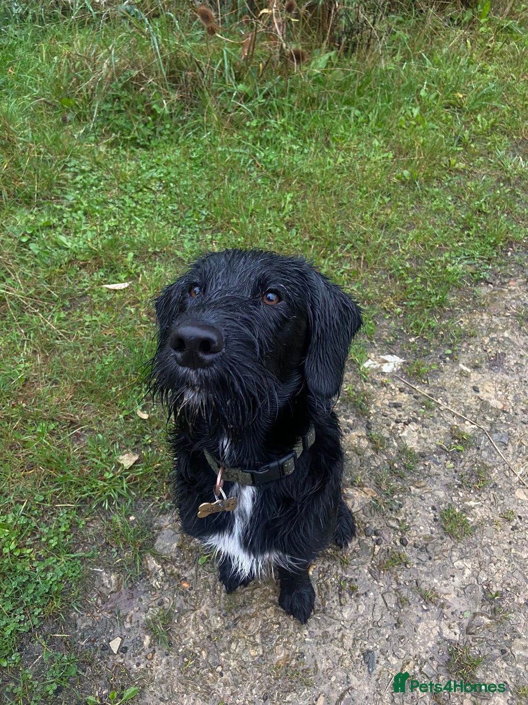 Labradoodle dogs for stud: F1b Miniature Labradoodle (Fully Health Tested) - Advert 33