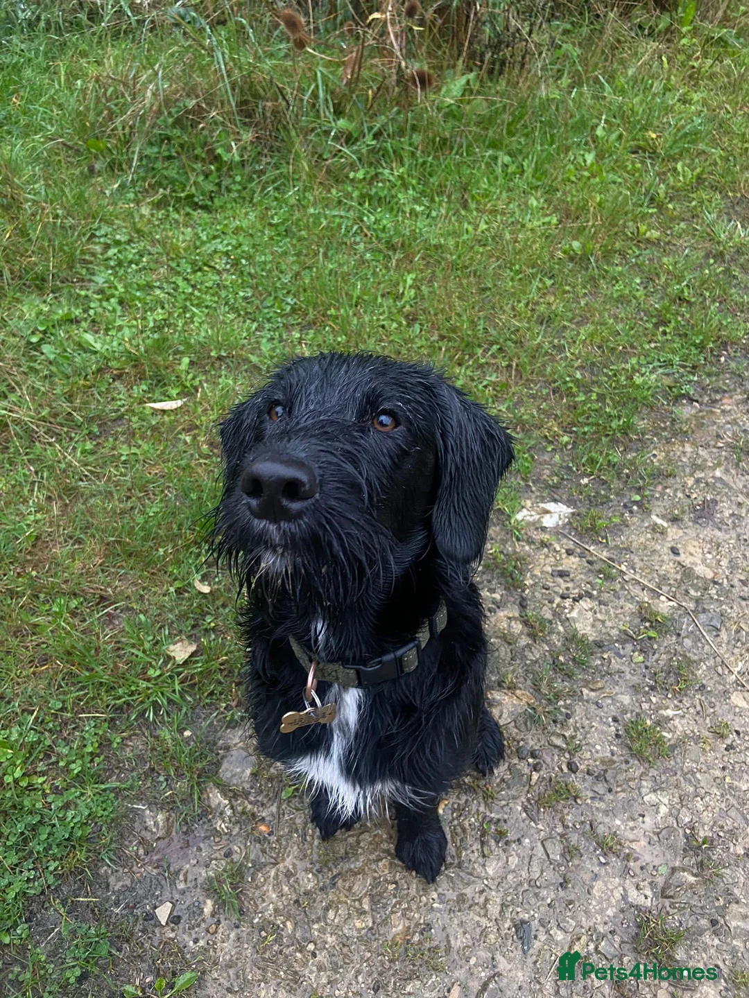 Labradoodle dogs for stud: F1b Miniature Labradoodle (Fully Health Tested) - Advert 33