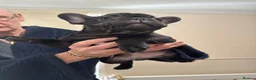 French Bulldog dogs for sale: stunning french bulldogs - Advert 7
