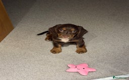 Cocker Spaniel dogs for sale: Loving Home Wanted for Beautiful Olive (WCS Puppy) - Image 3