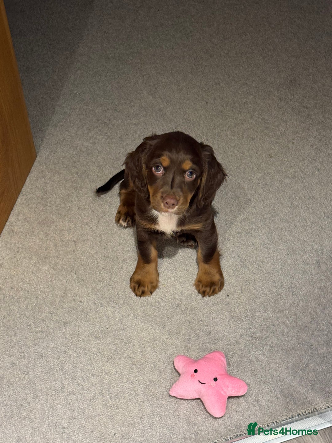 Cocker Spaniel dogs for sale: Loving Home Wanted for Beautiful Olive (WCS Puppy) - Image 3