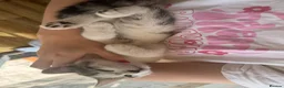 Mixed Breed cats for sale: White and tabby hugely friendly kittens for sale - Advert 11