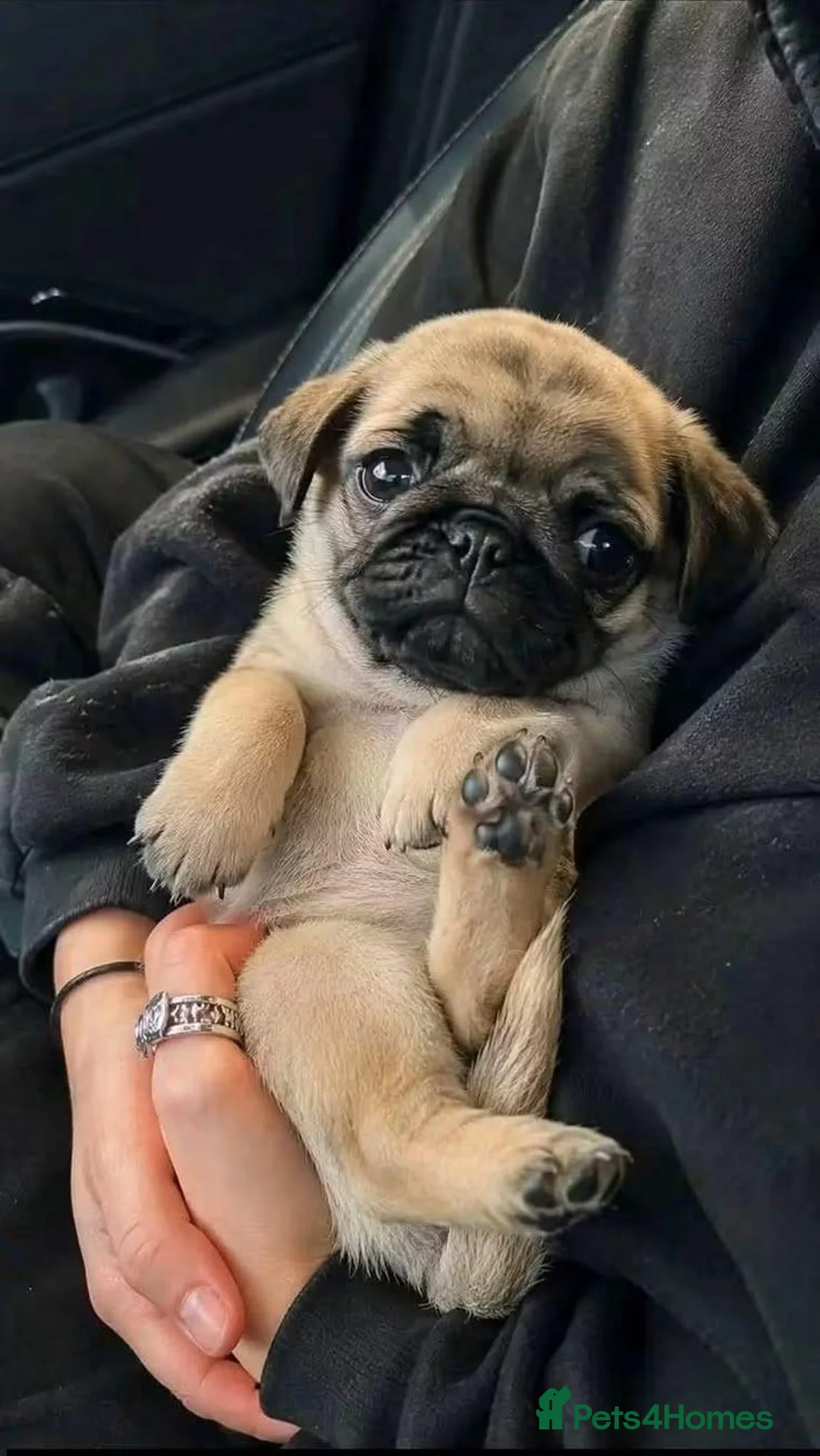 Pug dogs for sale: Pug puppies awaiting a new family  in Cleckheaton - Advert 8