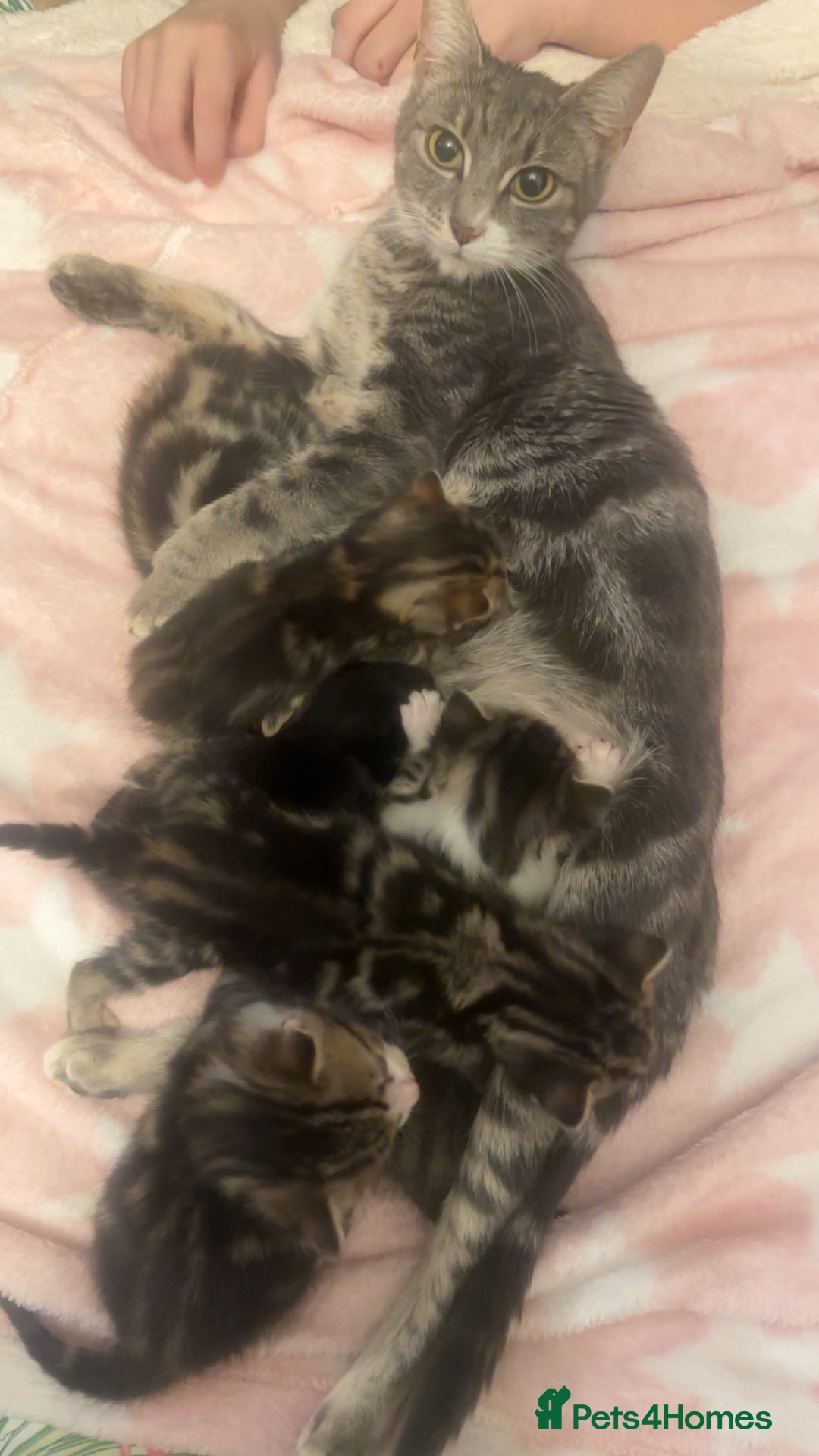 Bengal cats for sale: 6 beautiful bengal cross babies needing homes  - Advert 2