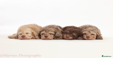 Doxiepoo dogs - Advert 13