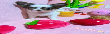 Tom