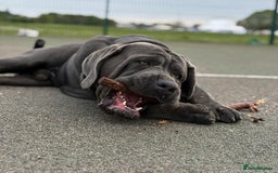 Cane Corso dogs for stud: Big Baloo 🦍🐻🦁 - Image 3