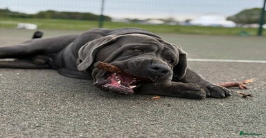Cane Corso dogs - Advert 12