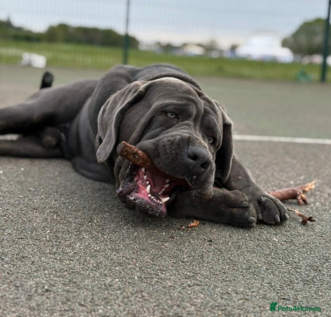 Cane Corso dogs for stud: Big Baloo 🦍🐻🦁 - Image 3