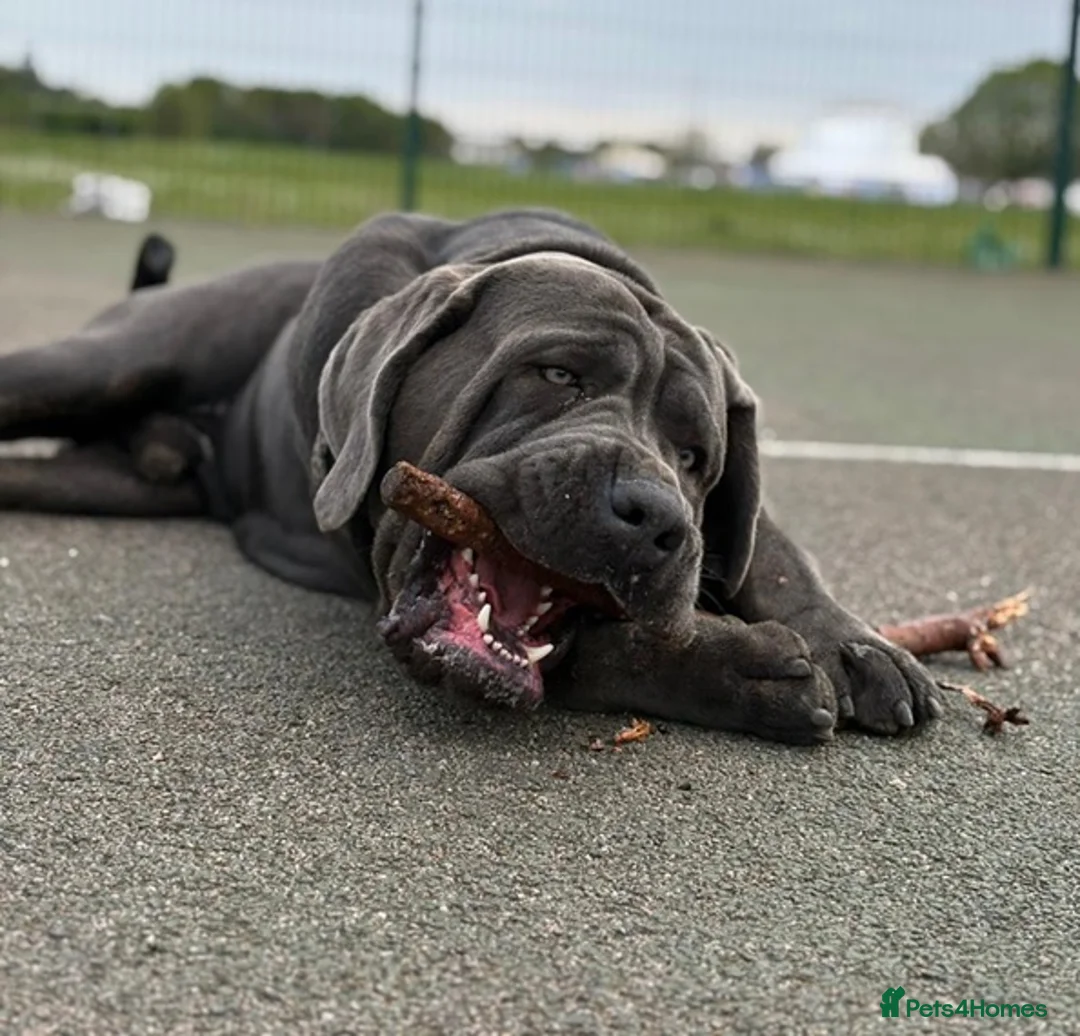 Cane Corso dogs for stud: Big Baloo 🦍🐻🦁 - Advert 3