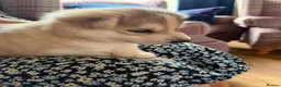 Saarloos Wolfdog dogs for sale: Amazing Low Content Wolfdog Puppy  - Advert 1