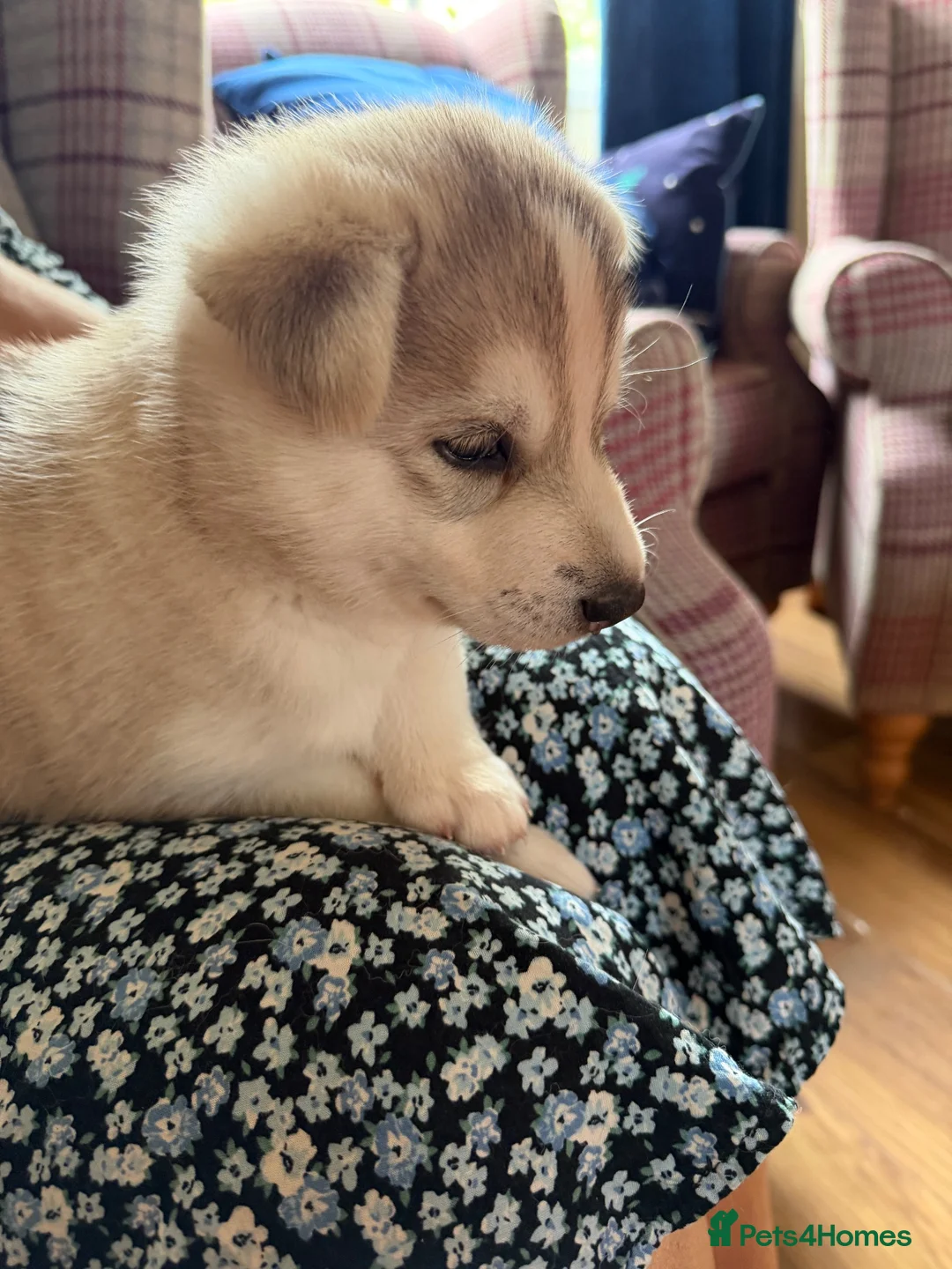Saarloos Wolfdog dogs for sale: Amazing Low Content Wolfdog Puppy  - Advert 1