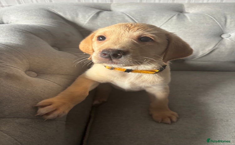 Labrador Retriever dogs - Advert 1