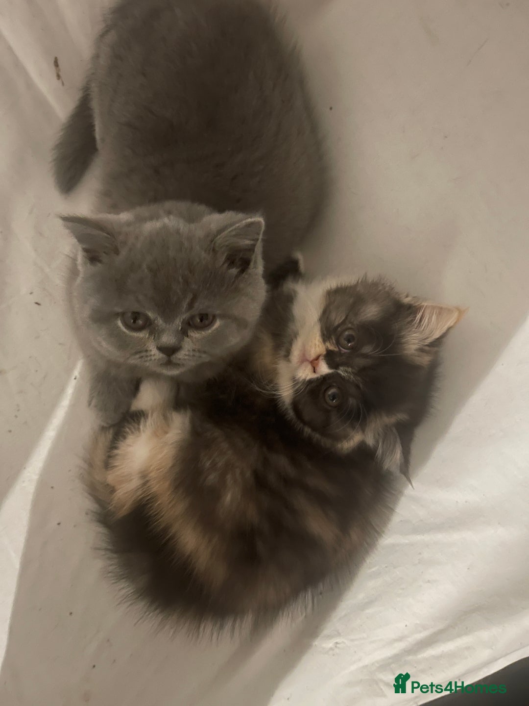 Persian cats for sale: Persian super  **  kittens  - Advert 10