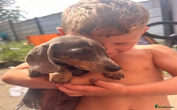 Dachshund dogs for sale: Rehome 4 month old puppy  - Image 4