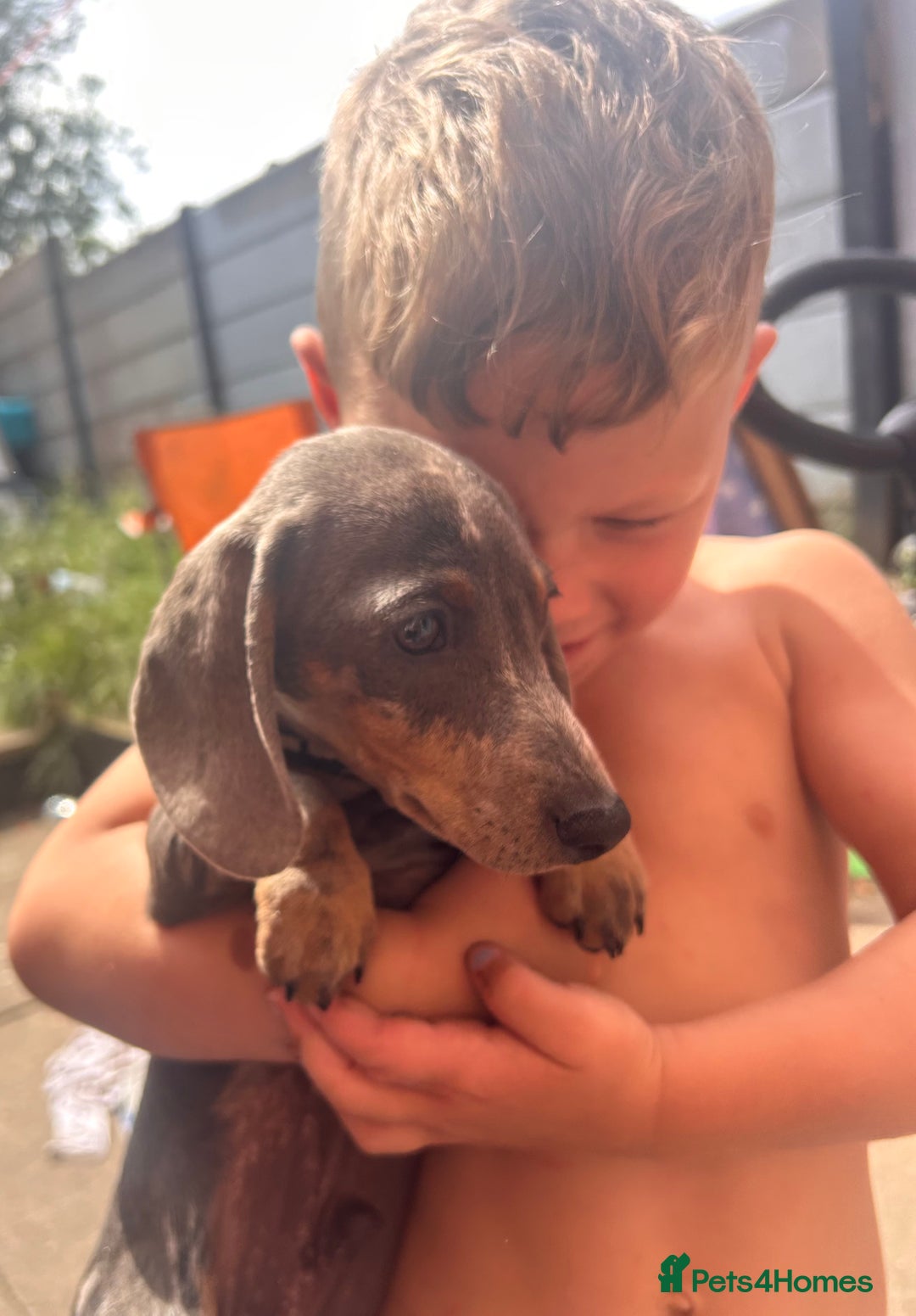 Dachshund dogs for sale: Rehome 4 month old puppy  - Image 4