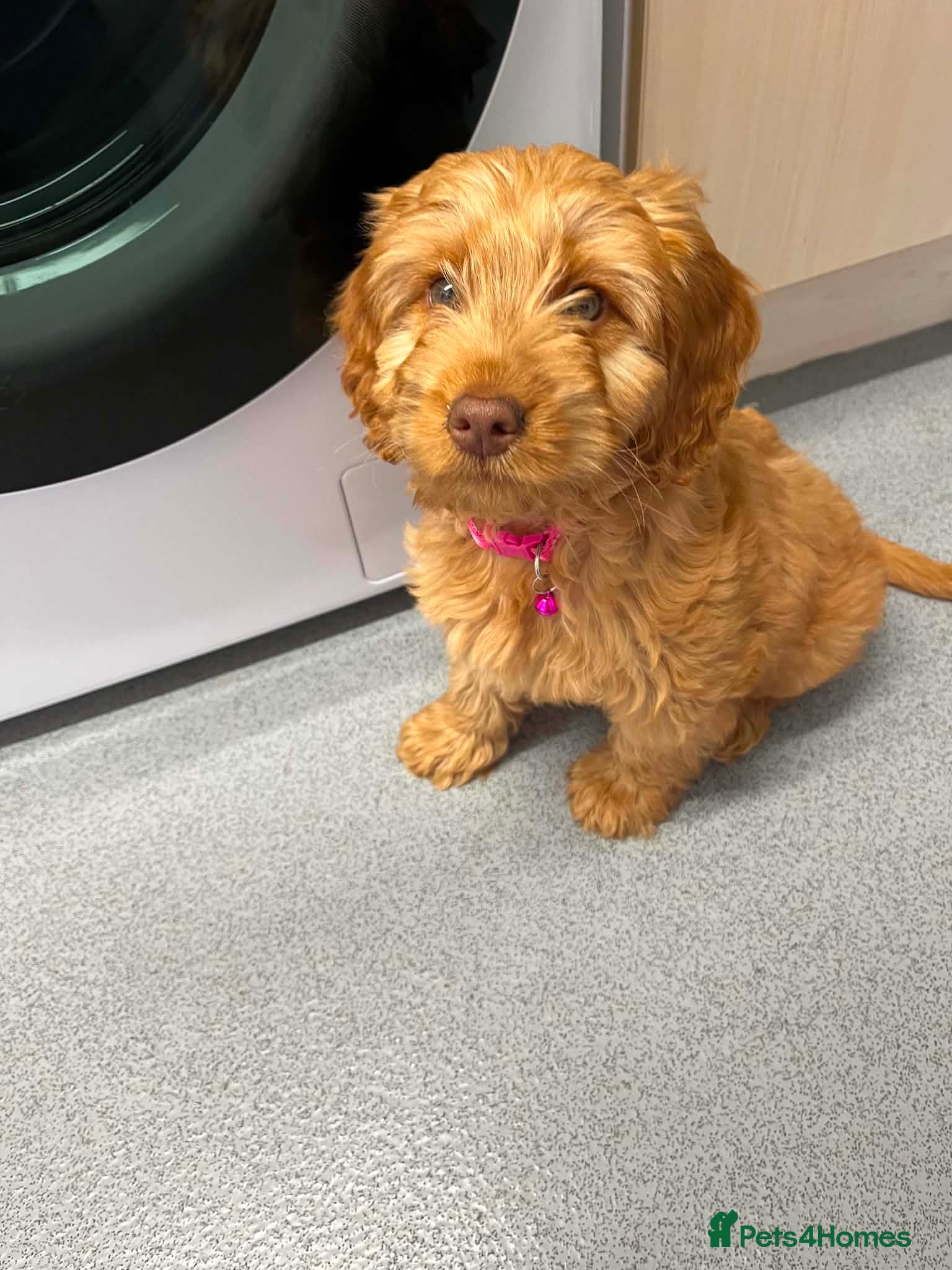 Cockapoo dogs Golden cockapoo female - Advert 4