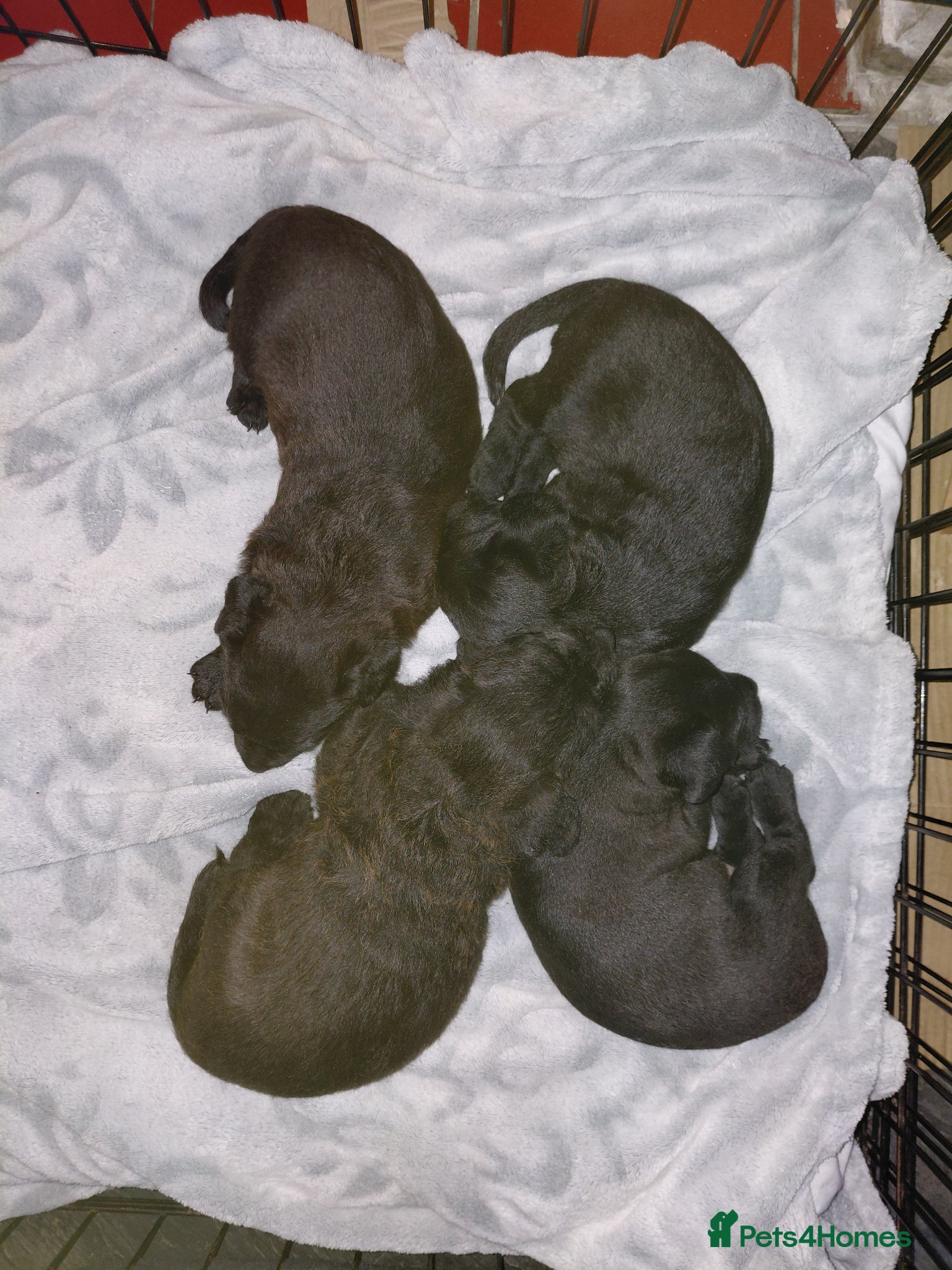 Patterdale Terrier dogs 4 chocolate/black Patterdale puppies - female - Advert 5