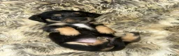 Mixed Breed dogs for sale: 5 beautiful Mauxie for sale  - Advert 30