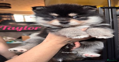Pomsky dogs - Advert 1