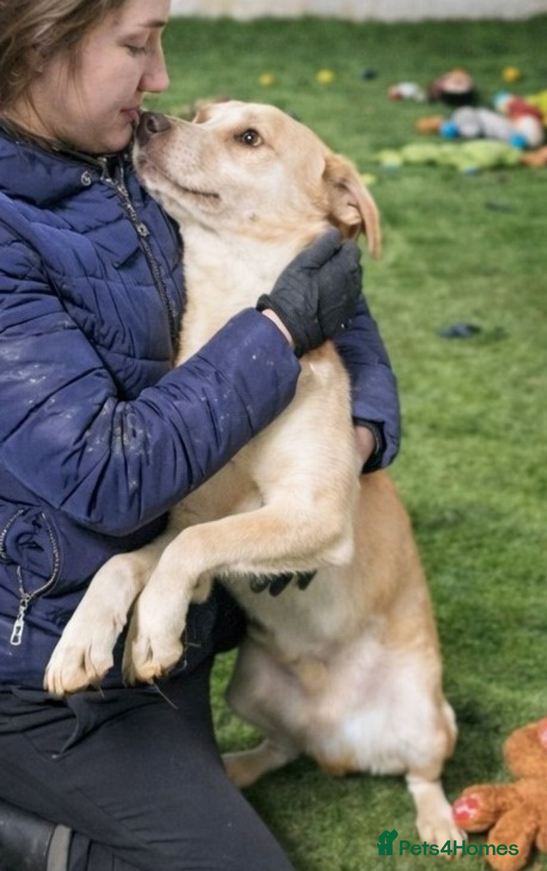 Mixed Breed dogs for adoption: 🐾Luna – a small Lab-type girl longing for love ❤️ - Advert 1