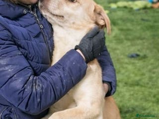 Mixed Breed dogs 🐾Luna – a small Lab-type girl longing for love ❤️ - Advert 3