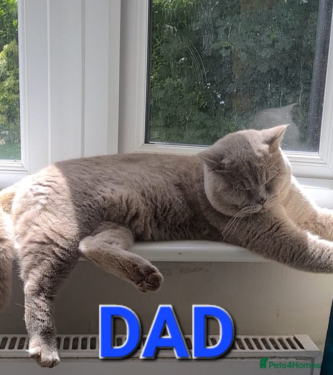 British Shorthair cats for sale: Female Lilac And Chocolate Point British Shorthair - Advert 7