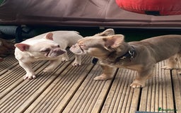 French Bulldog dogs for sale: 2 lovely French bulldog boys for sale  - Image 11