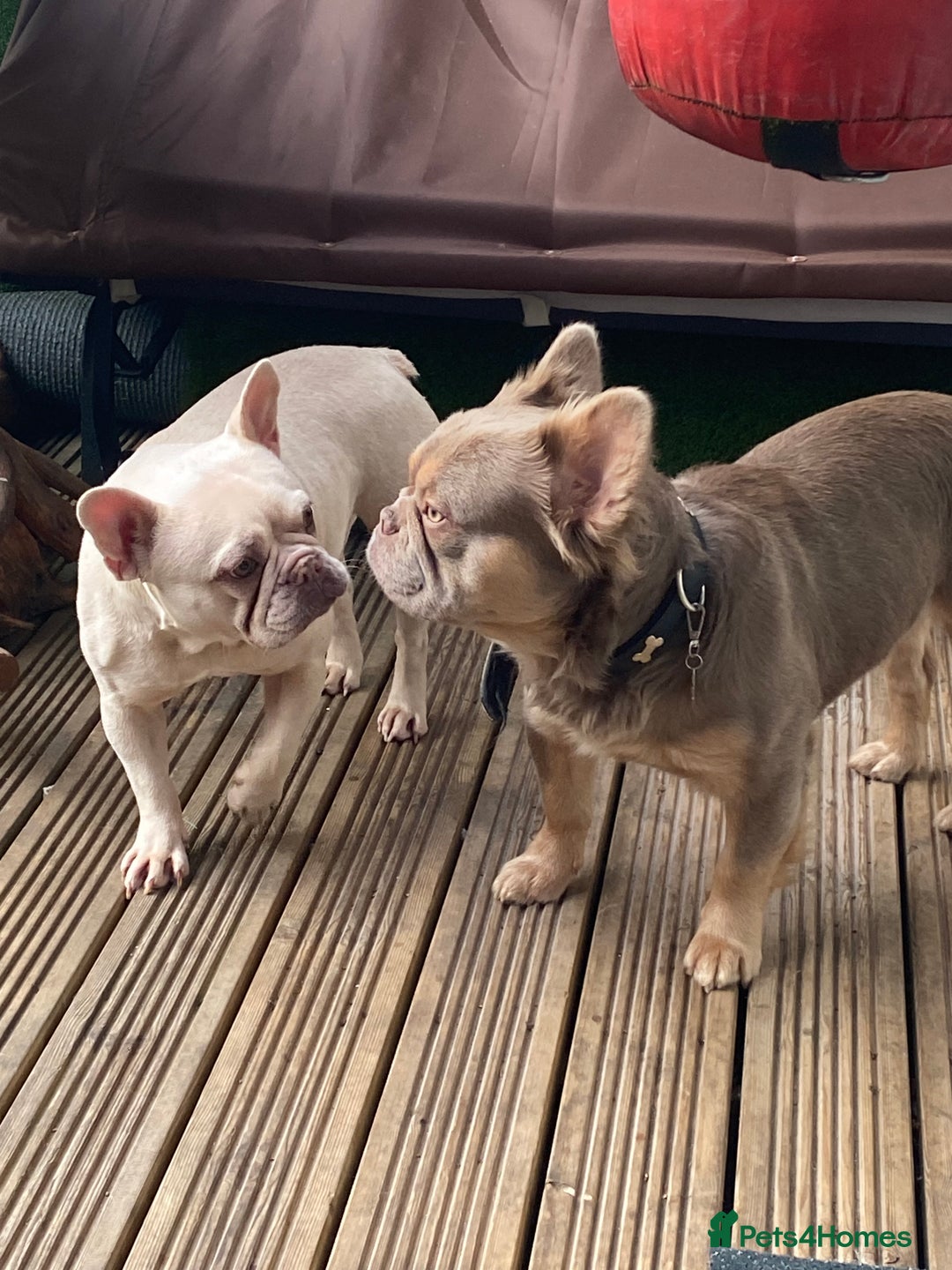 French Bulldog dogs for sale: 2 lovely French bulldog boys for sale  - Image 11