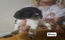 Cocker Spaniel dogs for sale: Beautiful Mixed Colour Cocker Spaniel Puppies - Image 5