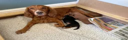 Cocker Spaniel dogs for sale: KC Reg FULLY health tested, working cocker spaniel - Advert 4