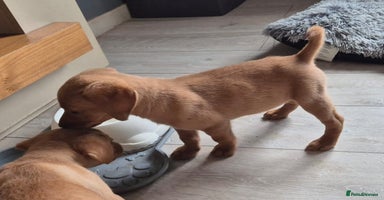Labrador Retriever dogs - Advert 6