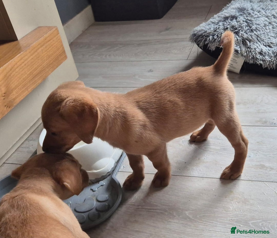 Labrador Retriever dogs for sale: Top quality KC registered labrador pups  - Image 2