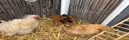 Chickens poultry for sale: Pekin & frizzle hens - Advert 4
