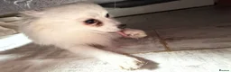 Pomeranian dogs for sale: 4 beautiful white Pomeranian boys  in Gloucester - Advert 8