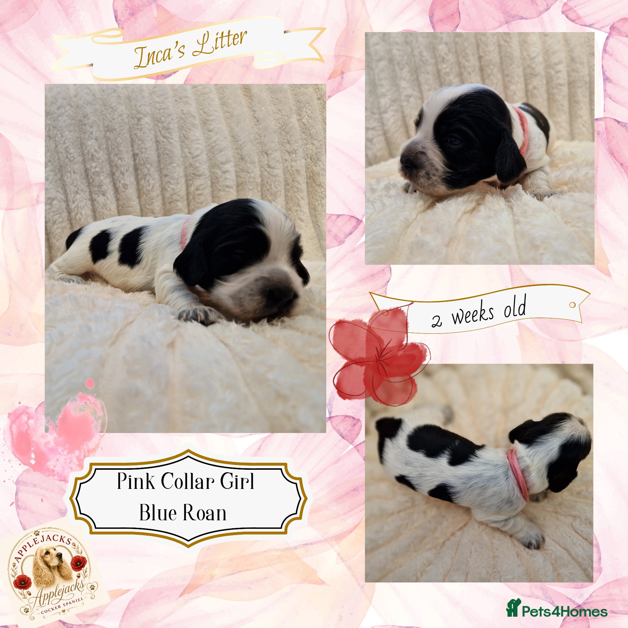 Cocker Spaniel dogs RKC Cocker Spaniel Puppies - Advert 2