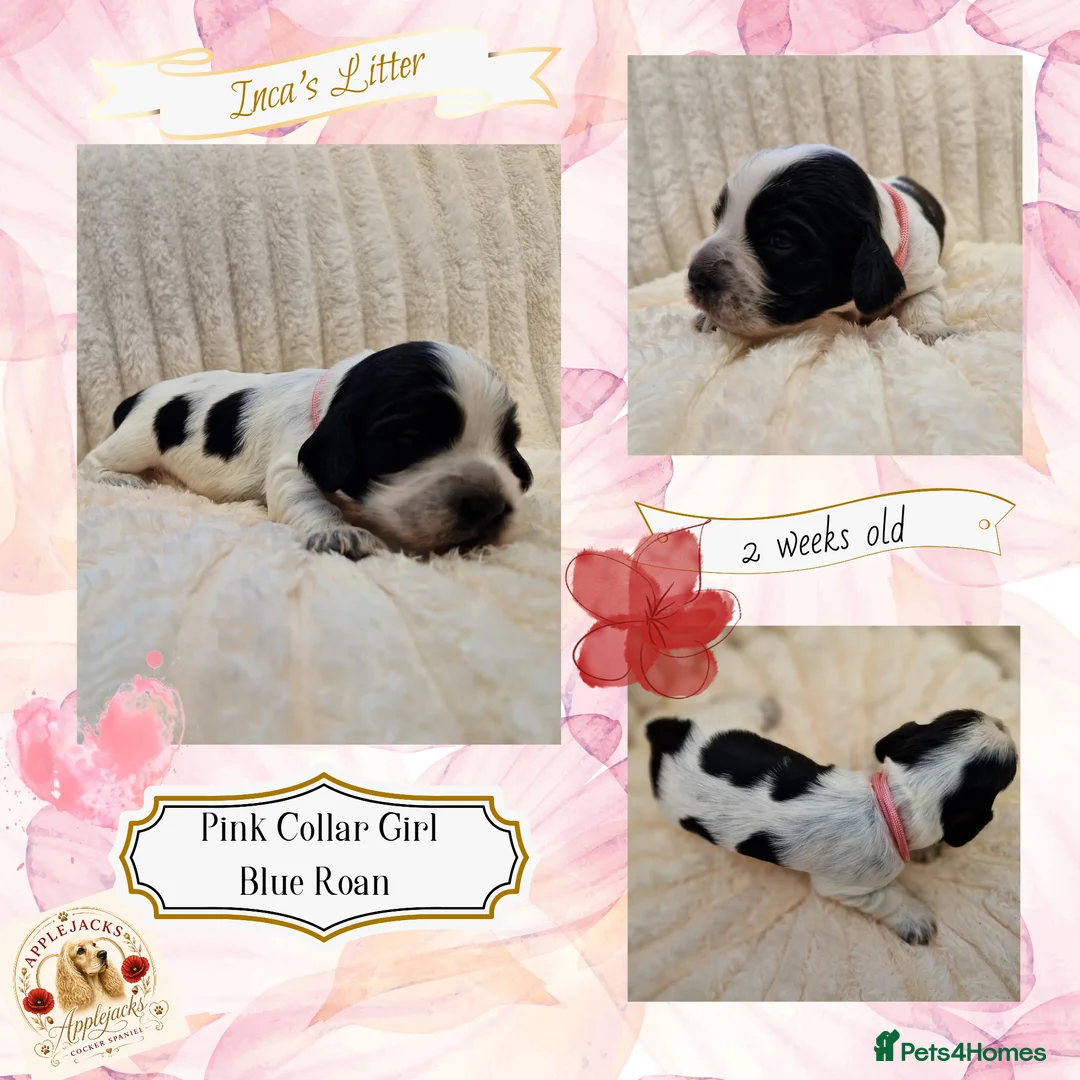Cocker Spaniel dogs for sale: RKC Cocker Spaniel Puppies - Advert 2