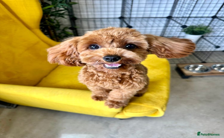 Cavapoo dogs - Advert 1