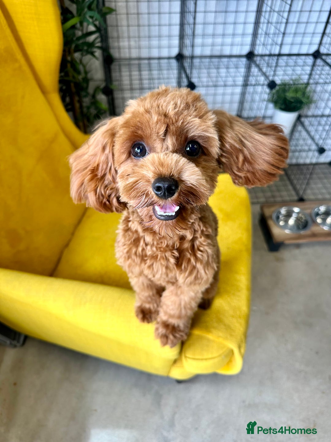 Cavapoo dogs for stud: DNA Clear Cavapoo F1B Red Fox Stud - Image 1
