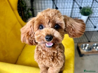 Cavapoo dogs - Advert 5