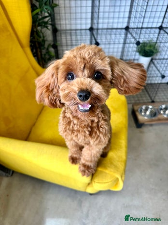 Cavapoo dogs - Advert 1