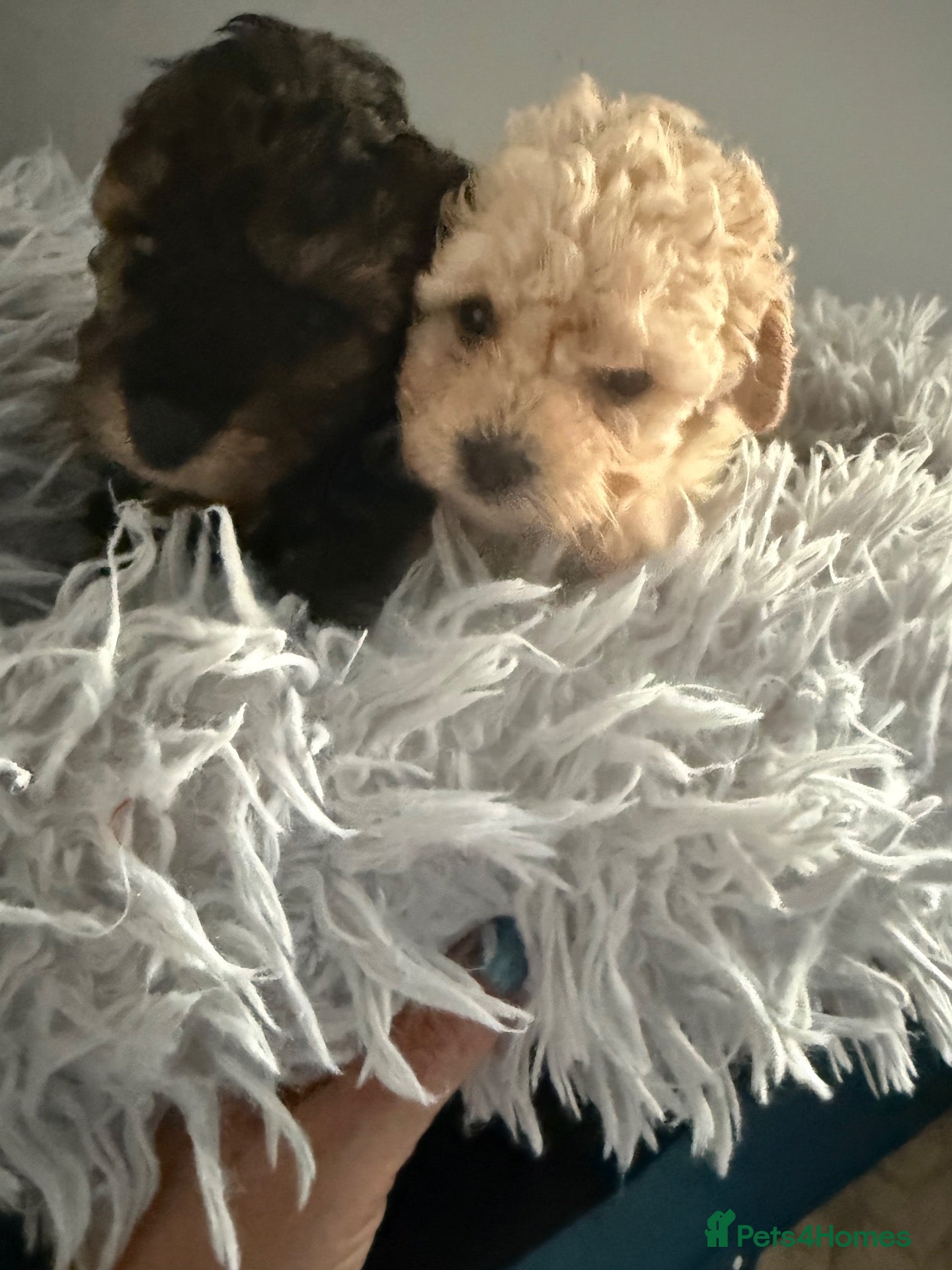 Maltipoo dogs Stunning health tested Toy Maltipoo  - Advert 1